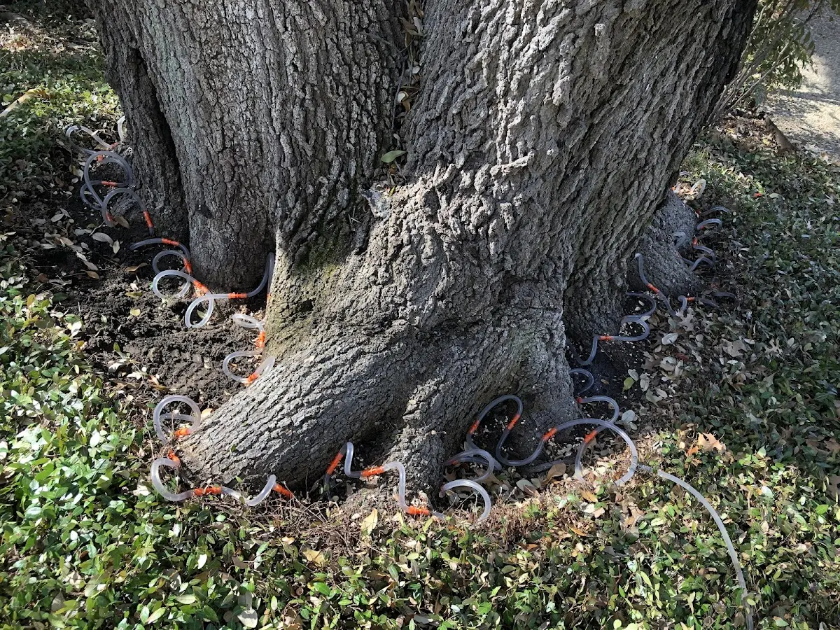 Detailed Tree Cabling and Bracing job site in Carrizo Springs