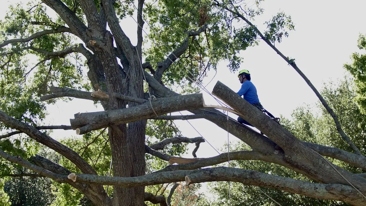 Professional Crown Thinning performed by certified arborists in Carrizo Springs