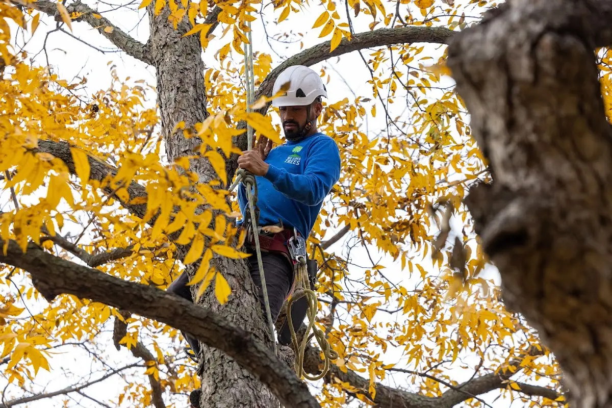 Skilled Tree Pruning crew working in Carrizo Springs