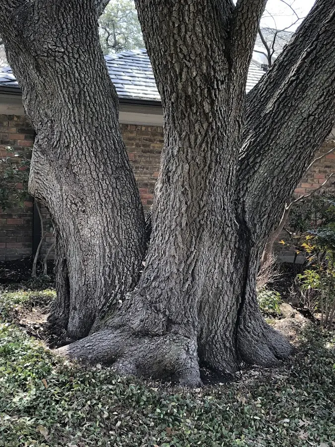 Mature heritage tree close to a Carrizo Springs property cared for by certified arborists