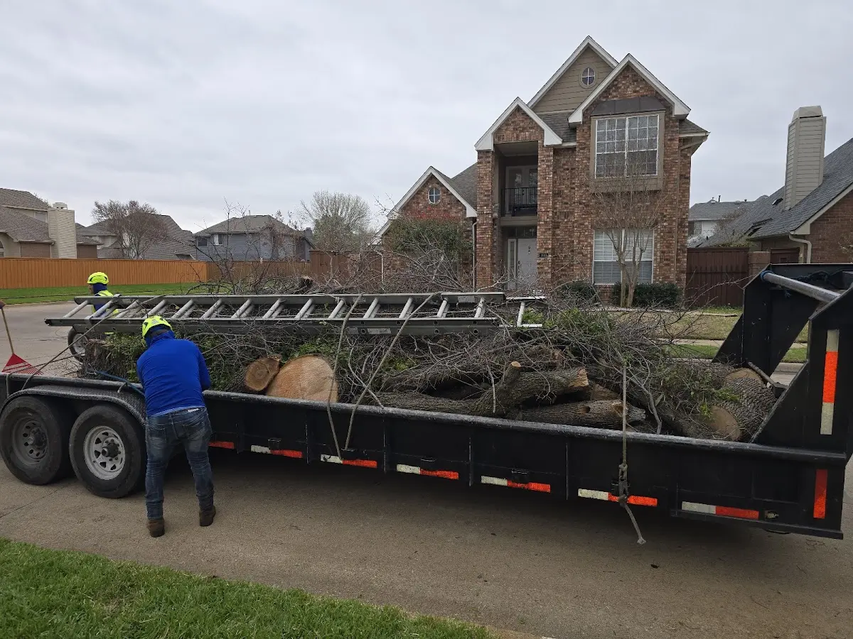 Expert Tree Removal with proper safety equipment in Carrizo Springs